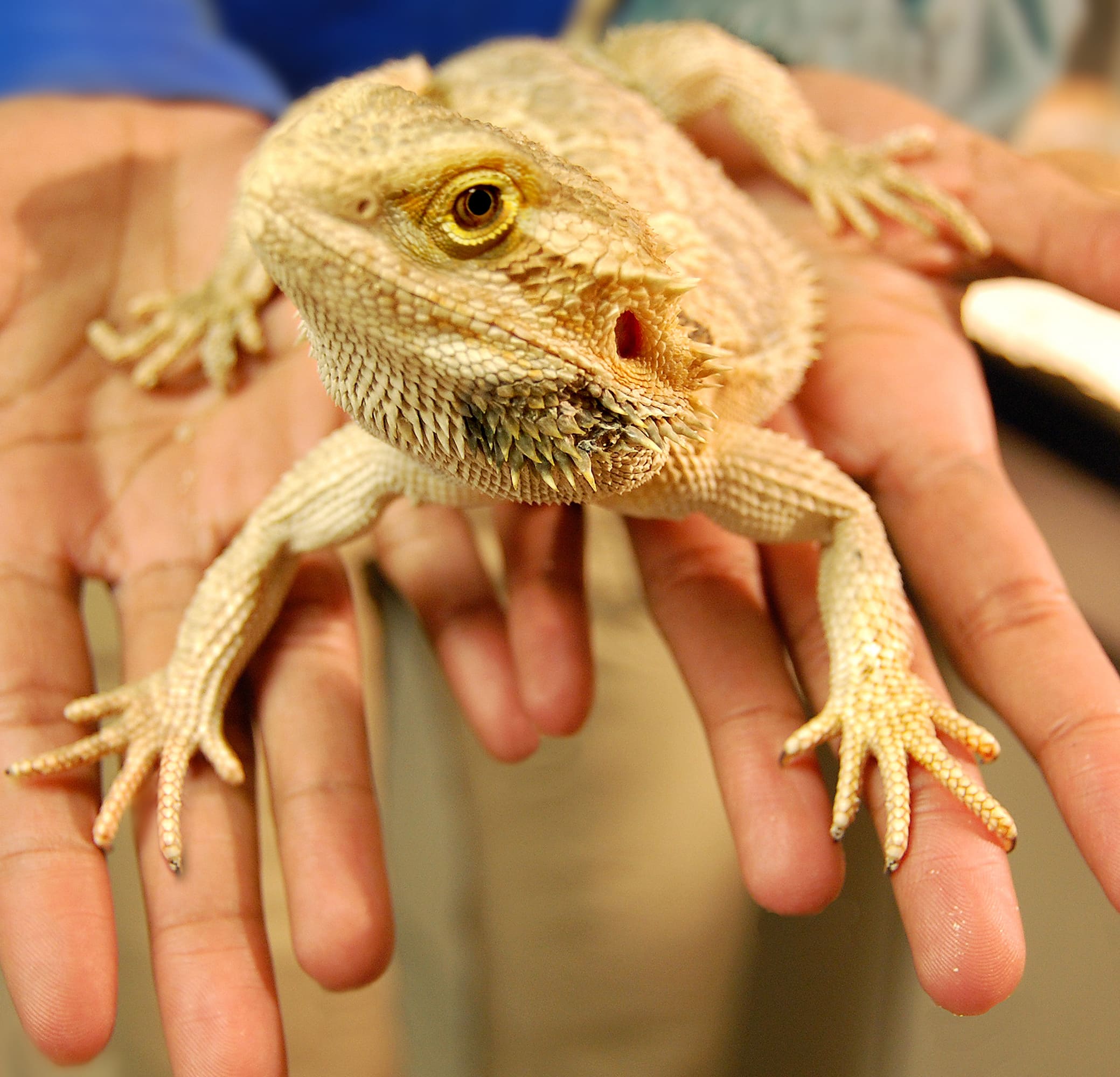 a hand holding a lizard